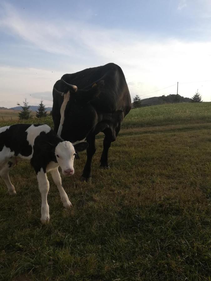 Organic Family Farm Hotel Zabljak  Exterior photo