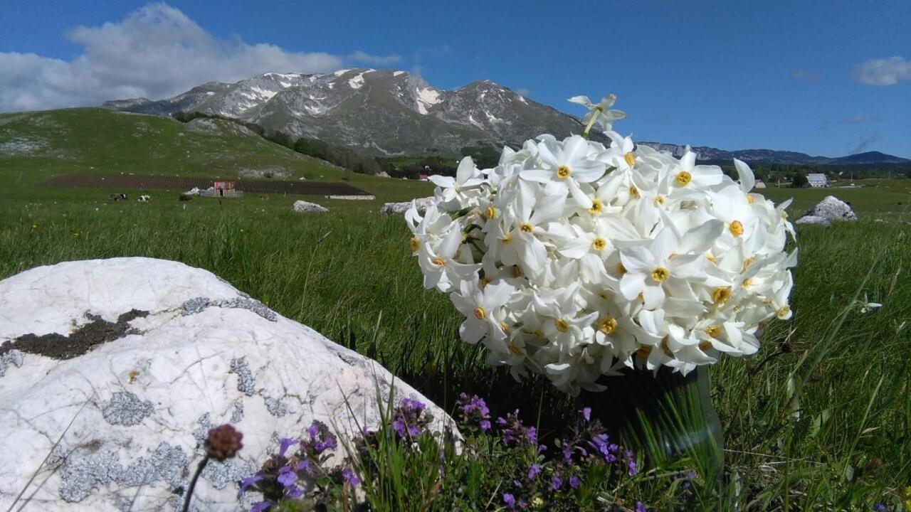 Organic Family Farm Hotel Zabljak  Exterior photo